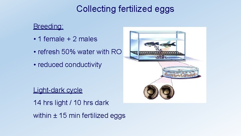 Collecting fertilized eggs Breeding: • 1 female + 2 males • refresh 50% water