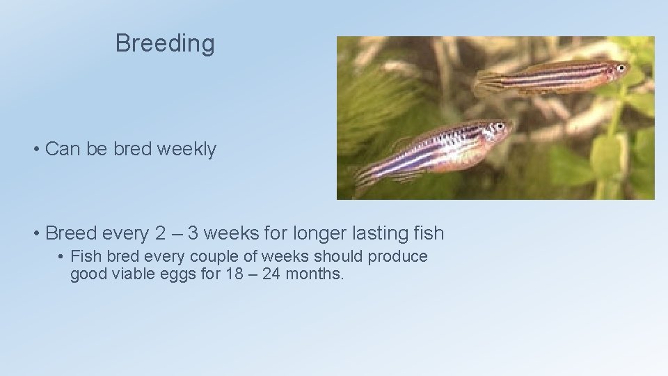 Breeding • Can be bred weekly • Breed every 2 – 3 weeks for