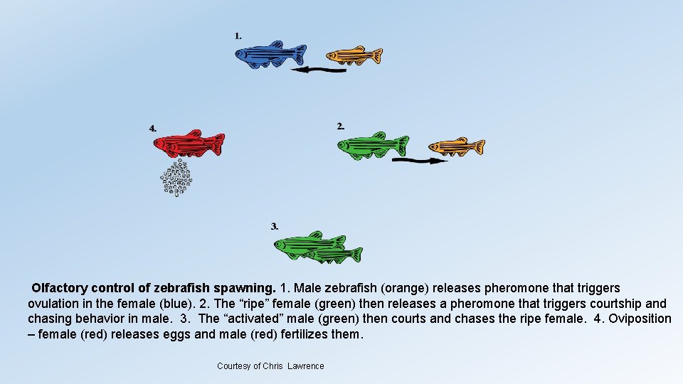 Olfactory control of zebrafish spawning. 1. Male zebrafish (orange) releases pheromone that triggers ovulation