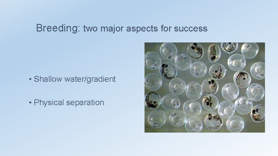 Breeding: two major aspects for success • Shallow water/gradient • Physical separation 