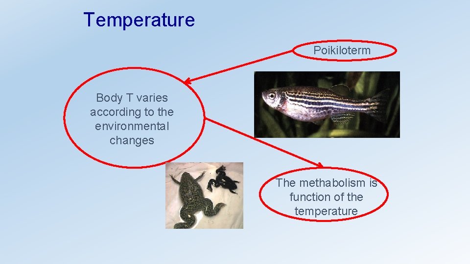 Temperature Poikiloterm Body T varies according to the environmental changes The methabolism is function