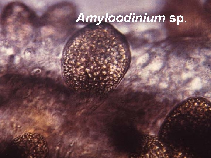 Amyloodinium sp. 