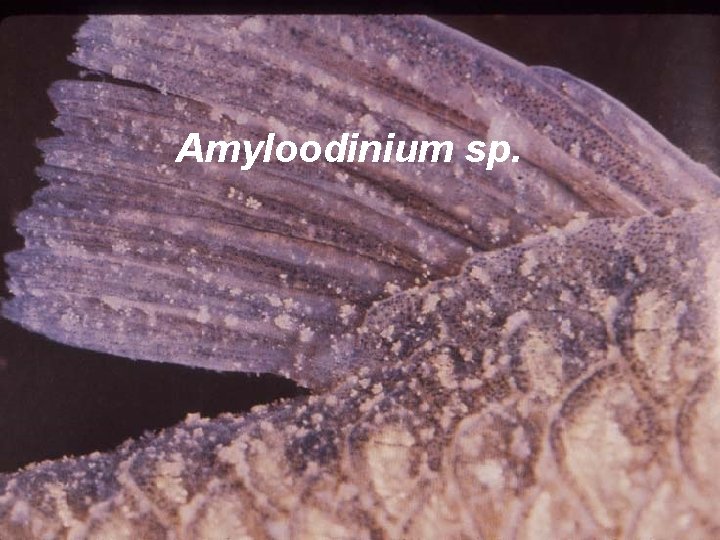 Amyloodinium sp. 