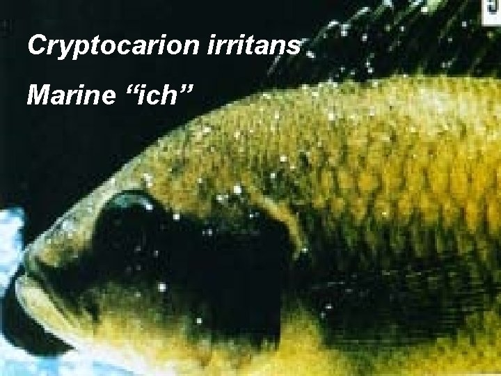 Cryptocarion irritans Marine “ich” 