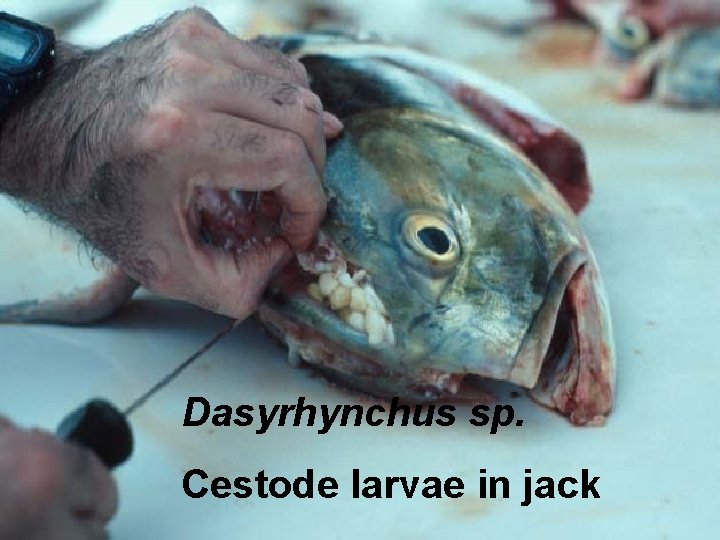 Dasyrhynchus sp. Cestode larvae in jack 