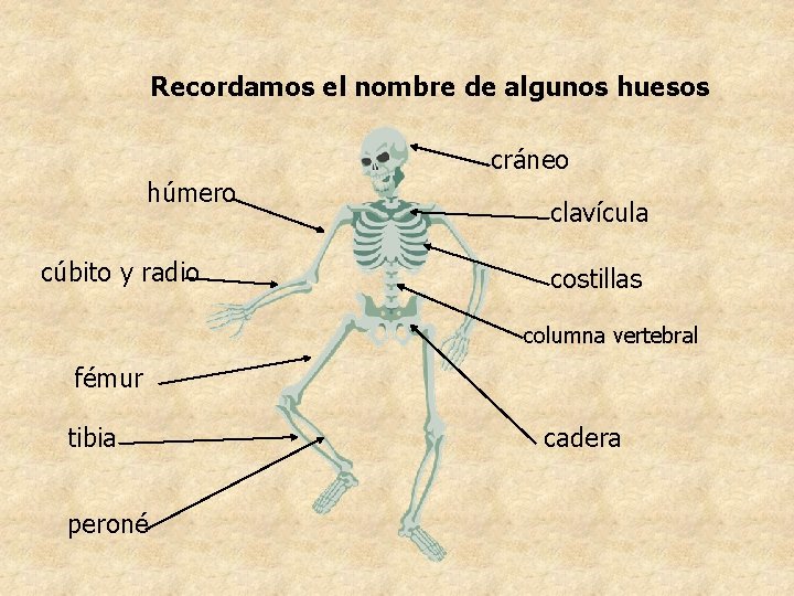 Recordamos el nombre de algunos huesos cráneo húmero cúbito y radio clavícula costillas columna Recordamos el nombre de algunos huesos cráneo húmero cúbito y radio clavícula costillas columna