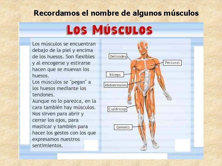 Recordamos el nombre de algunos músculos Recordamos el nombre de algunos músculos