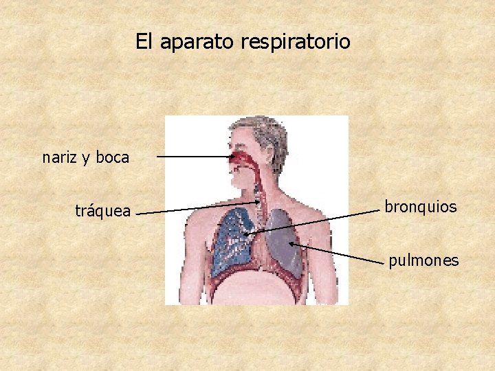 El aparato respiratorio nariz y boca tráquea bronquios pulmones El aparato respiratorio nariz y boca tráquea bronquios pulmones