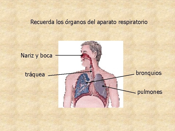 Recuerda los órganos del aparato respiratorio Nariz y boca tráquea bronquios pulmones Recuerda los órganos del aparato respiratorio Nariz y boca tráquea bronquios pulmones