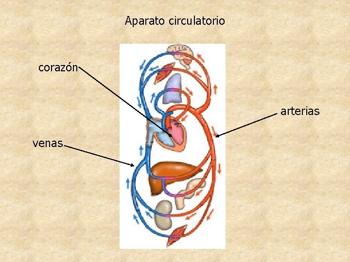 Aparato circulatorio corazón arterias venas Aparato circulatorio corazón arterias venas