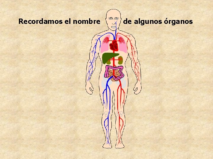 Recordamos el nombre de algunos órganos Recordamos el nombre de algunos órganos