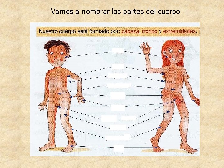 Vamos a nombrar las partes del cuerpo Vamos a nombrar las partes del cuerpo