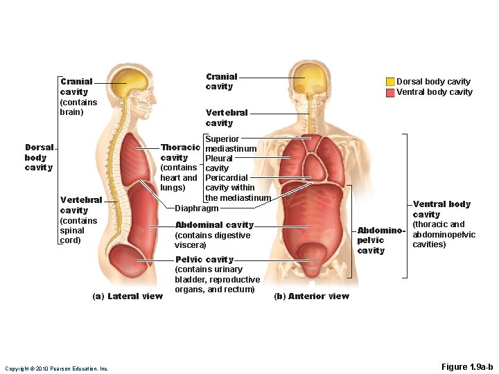 Cranial cavity (contains brain) Dorsal body cavity Ventral body cavity Vertebral cavity Superior mediastinum