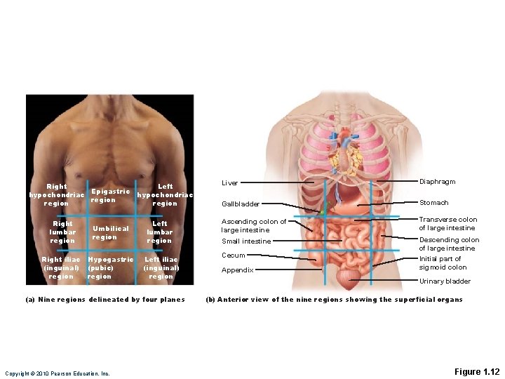 Right Left Epigastric hypochondriac region Right lumbar region Umbilical region Right iliac Hypogastric (inguinal)