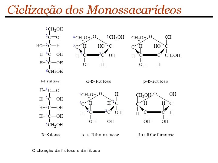 Ciclização dos Monossacarídeos 