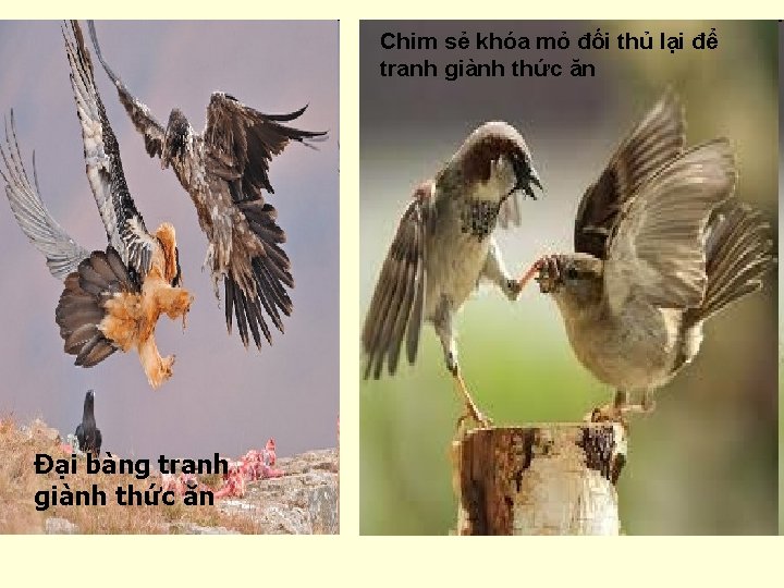 Chim sẻ khóa mỏ đối thủ lại để tranh giành thức ăn Đại bàng