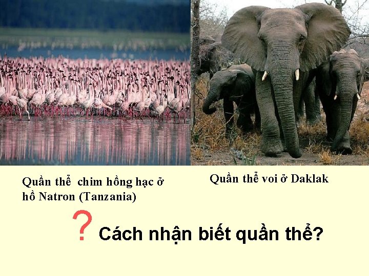 Quần thể chim hồng hạc ở hồ Natron (Tanzania) Quần thể voi ở Daklak