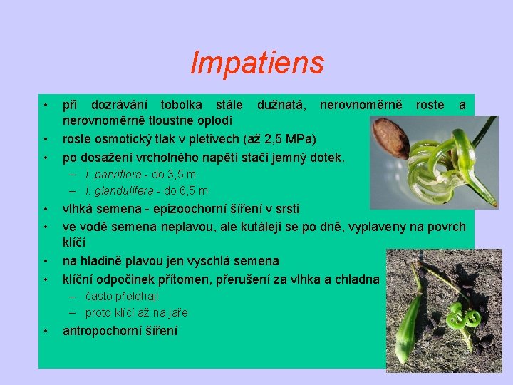 Impatiens • • • při dozrávání tobolka stále dužnatá, nerovnoměrně tloustne oplodí roste osmotický