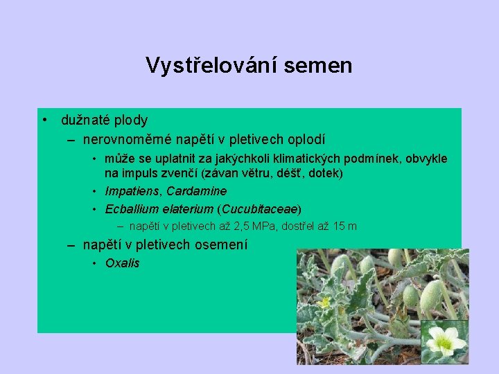 Vystřelování semen • dužnaté plody – nerovnoměrné napětí v pletivech oplodí • může se