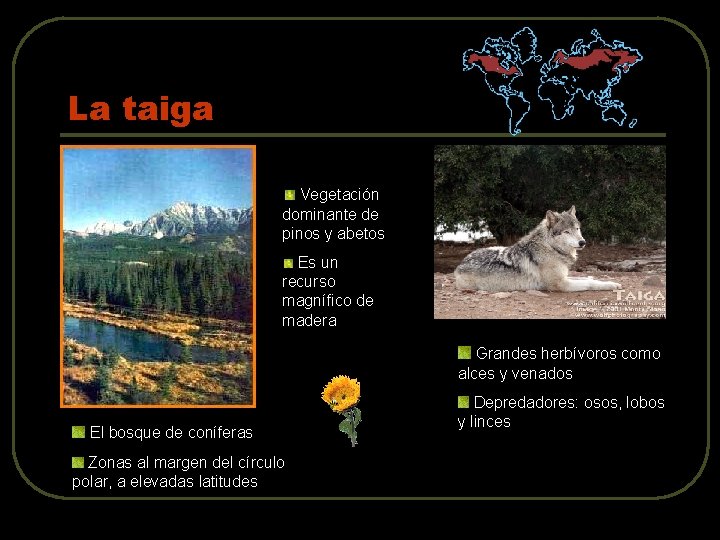 La taiga Vegetación dominante de pinos y abetos Es un recurso magnífico de madera