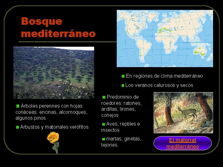 Bosque mediterráneo En regiones de clima mediterráneo Los veranos calurosos y secos Árboles perennes