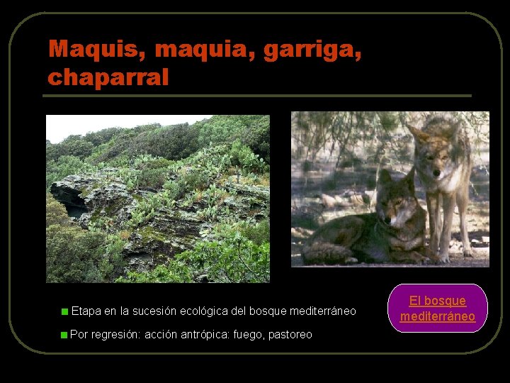 Maquis, maquia, garriga, chaparral Etapa en la sucesión ecológica del bosque mediterráneo Por regresión: