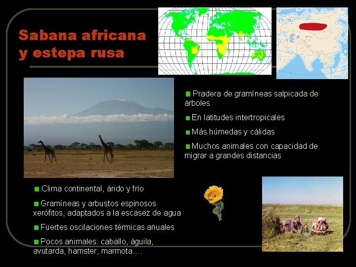 Sabana africana y estepa rusa Pradera de gramíneas salpicada de árboles En latitudes intertropicales