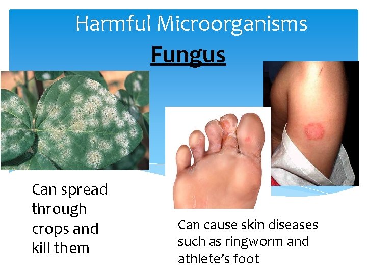 Harmful Microorganisms Fungus Can spread through crops and kill them Can cause skin diseases