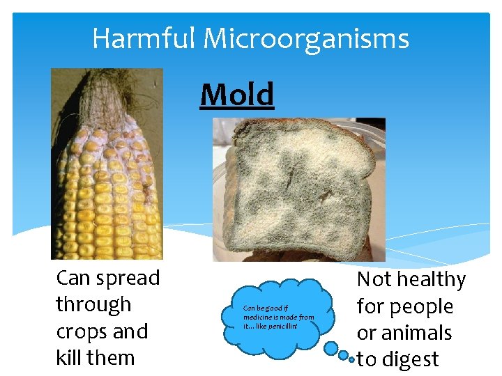 Harmful Microorganisms Mold Can spread through crops and kill them Can be good if