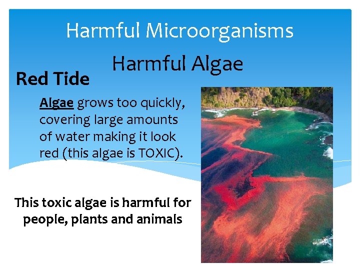 Harmful Microorganisms Harmful Algae Red Tide Algae grows too quickly, covering large amounts of