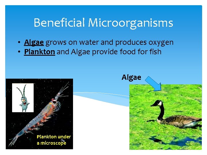 Beneficial Microorganisms • Algae grows on water and produces oxygen • Plankton and Algae