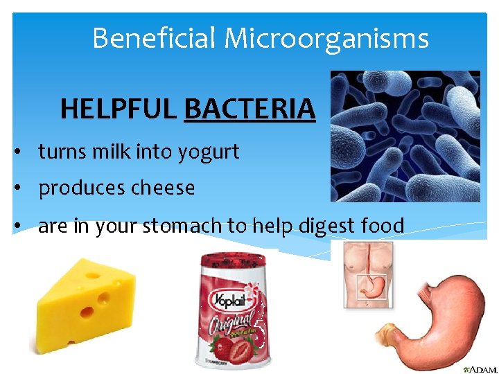 Beneficial Microorganisms HELPFUL BACTERIA • turns milk into yogurt • produces cheese • are