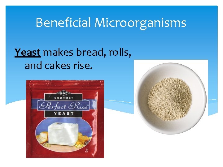 Beneficial Microorganisms Yeast makes bread, rolls, and cakes rise. 