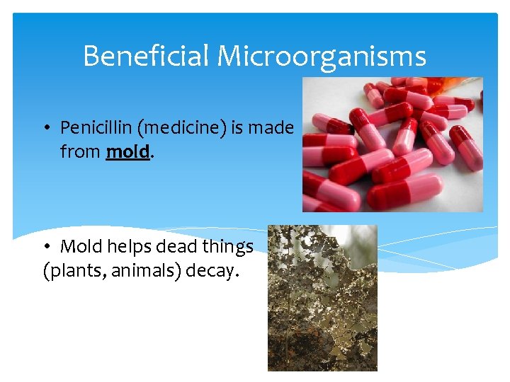 Beneficial Microorganisms • Penicillin (medicine) is made from mold. • Mold helps dead things