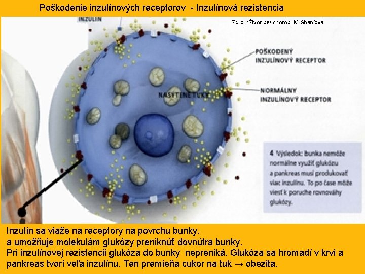 Poškodenie inzulínových receptorov - Inzulínová rezistencia Zdroj : Život bez chorôb, M. Ghaniová Inzulín