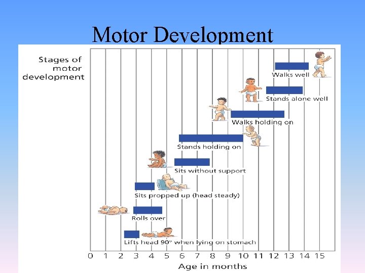 Motor Development 