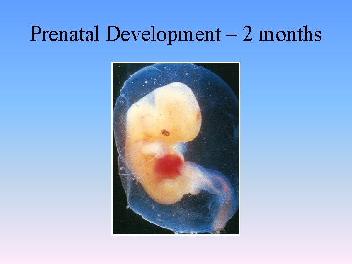 Prenatal Development – 2 months 