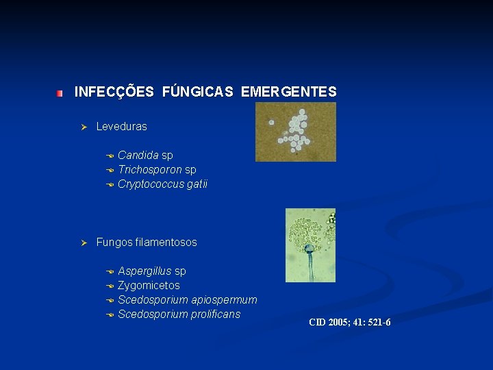 INFECÇÕES FÚNGICAS EMERGENTES Ø Leveduras E E E Ø Candida sp Trichosporon sp Cryptococcus