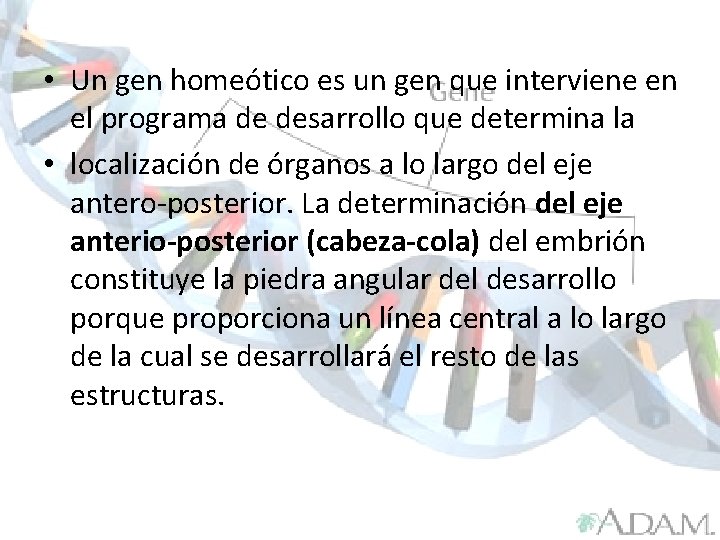  • Un gen homeótico es un gen que interviene en el programa de