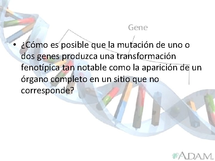  • ¿Cómo es posible que la mutación de uno o dos genes produzca