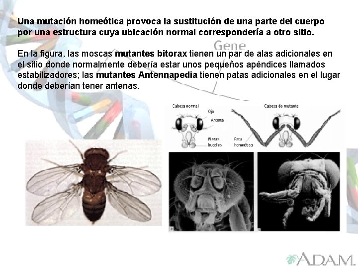 Una mutación homeótica provoca la sustitución de una parte del cuerpo por una estructura