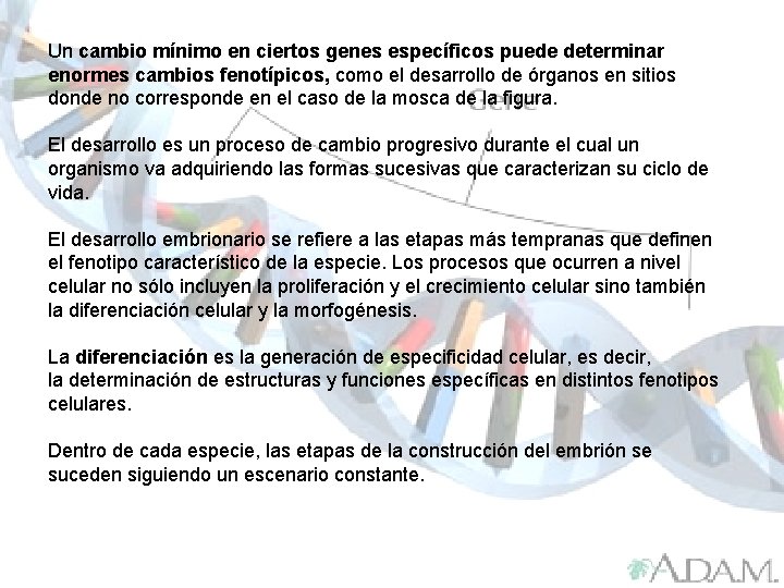 Un cambio mínimo en ciertos genes específicos puede determinar enormes cambios fenotípicos, como el