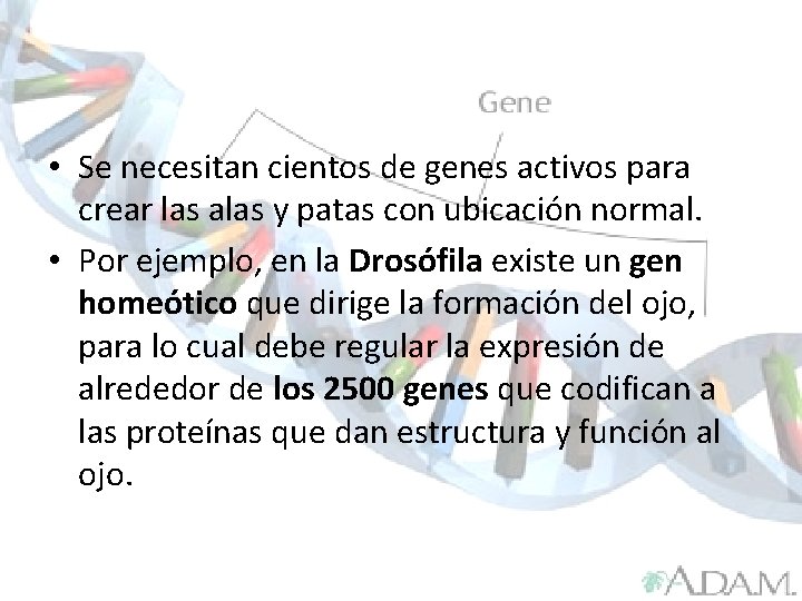  • Se necesitan cientos de genes activos para crear las alas y patas