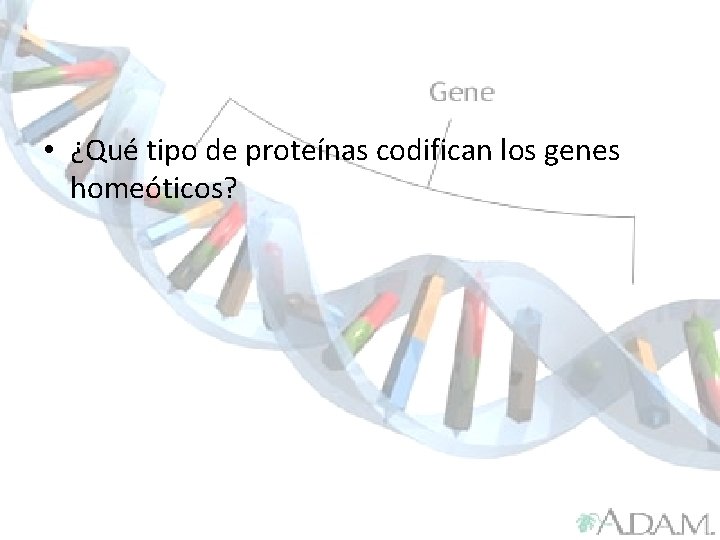  • ¿Qué tipo de proteínas codifican los genes homeóticos? 