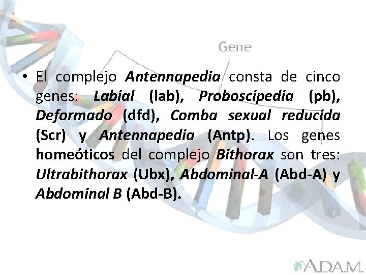 Genes Hox en Drosophila melanogaster • El complejo Antennapedia consta de cinco genes: Labial