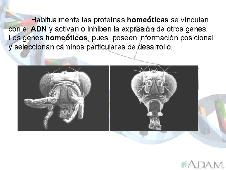 Habitualmente las proteínas homeóticas se vinculan con el ADN y activan o inhiben la