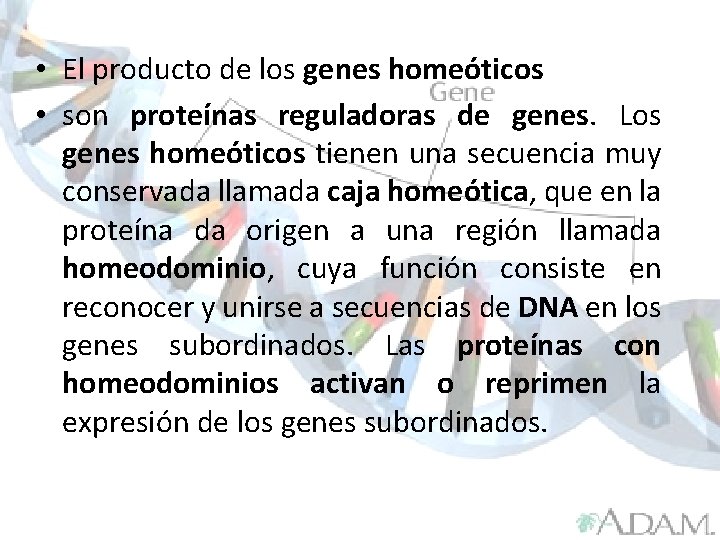  • El producto de los genes homeóticos • son proteínas reguladoras de genes.