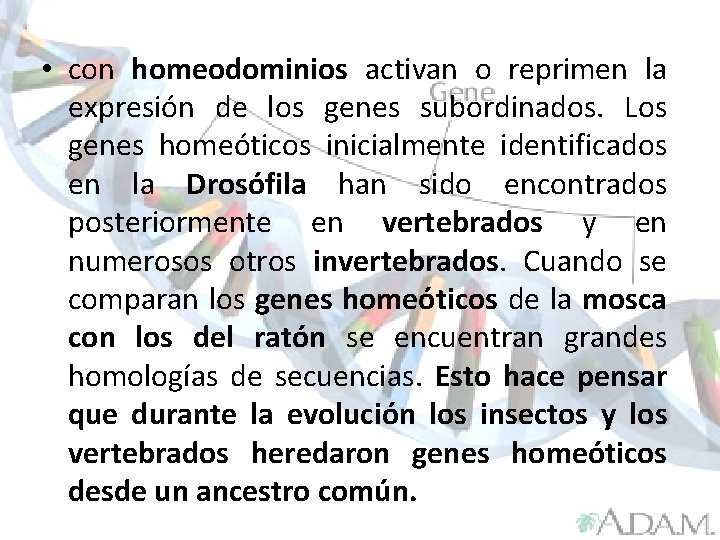  • con homeodominios activan o reprimen la expresión de los genes subordinados. Los