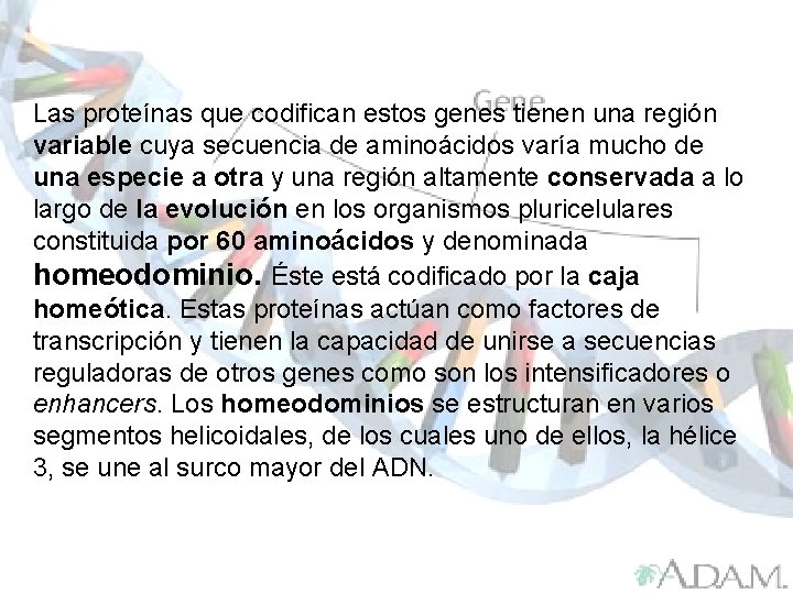 Las proteínas que codifican estos genes tienen una región variable cuya secuencia de aminoácidos