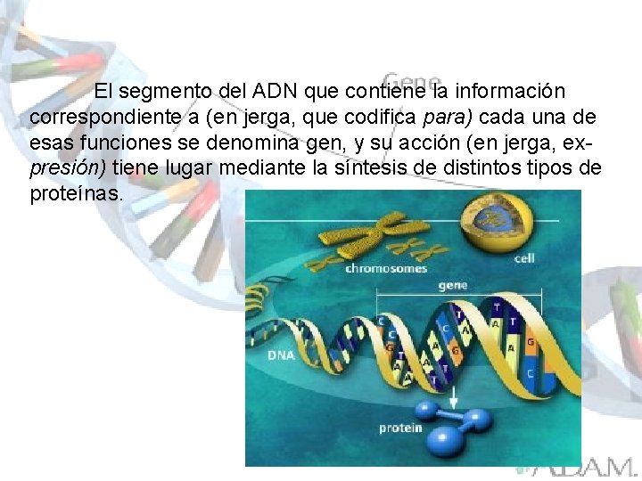 El segmento del ADN que contiene la información correspondiente a (en jerga, que codifica